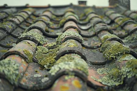 Lichen sur la toiture : est-ce un problème ?